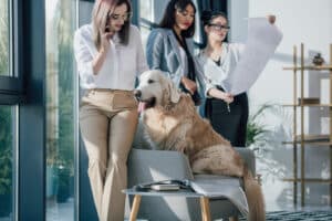 se-una-pyme-pet-friendly-este-dia-mundial-del-perro