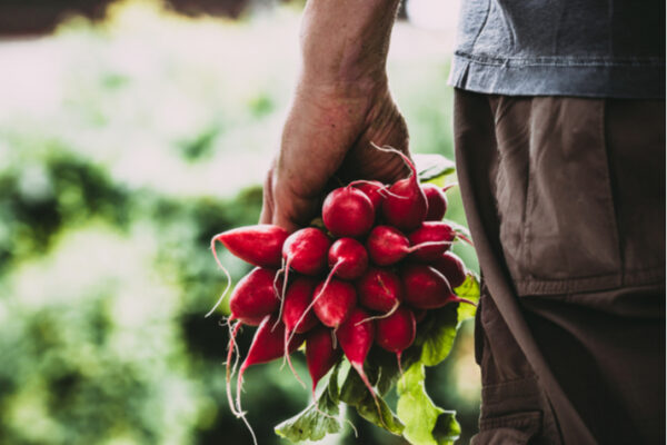 México ingresa al Top 10 de exportadores agroalimentarios