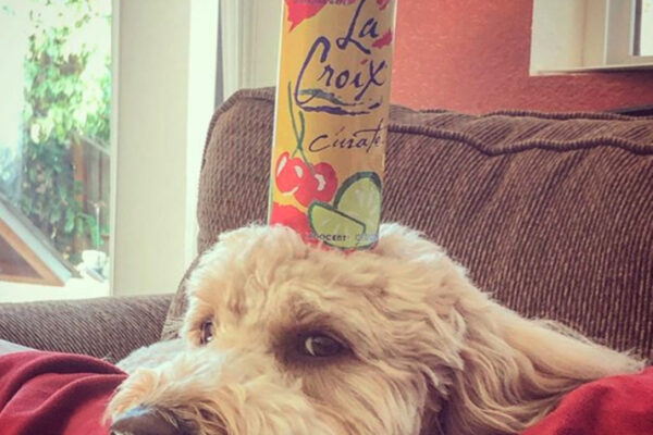 LaCroix, la marca que hizo millones con el poder de su imagen