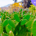 Nopal orgánico para México y el mundo, la misión de Nopalmich 3 nopal-organico-mexico-y-el-mundo-mision-de-nopalmich