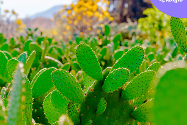 Nopal orgánico para México y el mundo, la misión de Nopalmich 13 Nopal orgánico para México y el mundo, la misión de Nopalmich