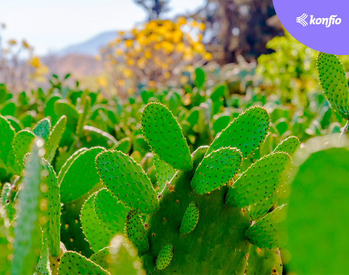 Nopal orgánico para México y el mundo, la misión de Nopalmich