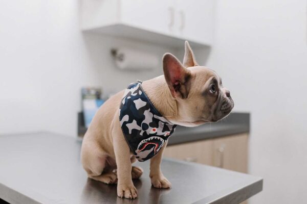 Aprovecha todo el potencial de tu negocio veterinario 4 Aprovecha todo el potencial de tu negocio veterinario