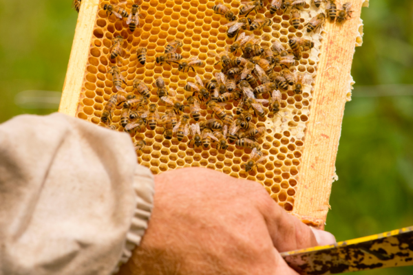 Panorama del sector apícola en México 6 Panorama del sector apícola en México