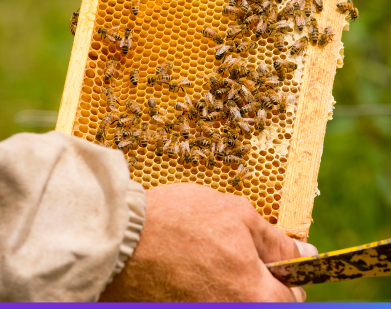 Panorama del sector apícola en México