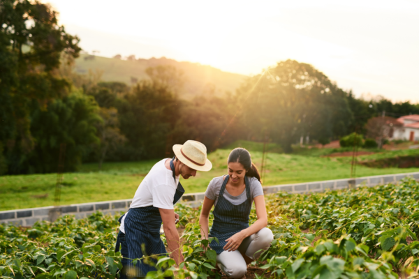 ¿Cómo impulsar los negocios del campo en México? 7 ¿Cómo impulsar los negocios del campo en México?