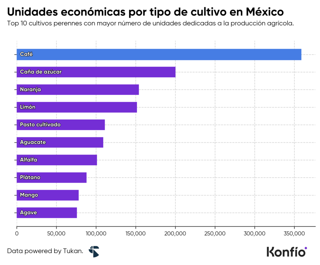 Producción de café en México: los estados que impulsan el crecimiento del sector
